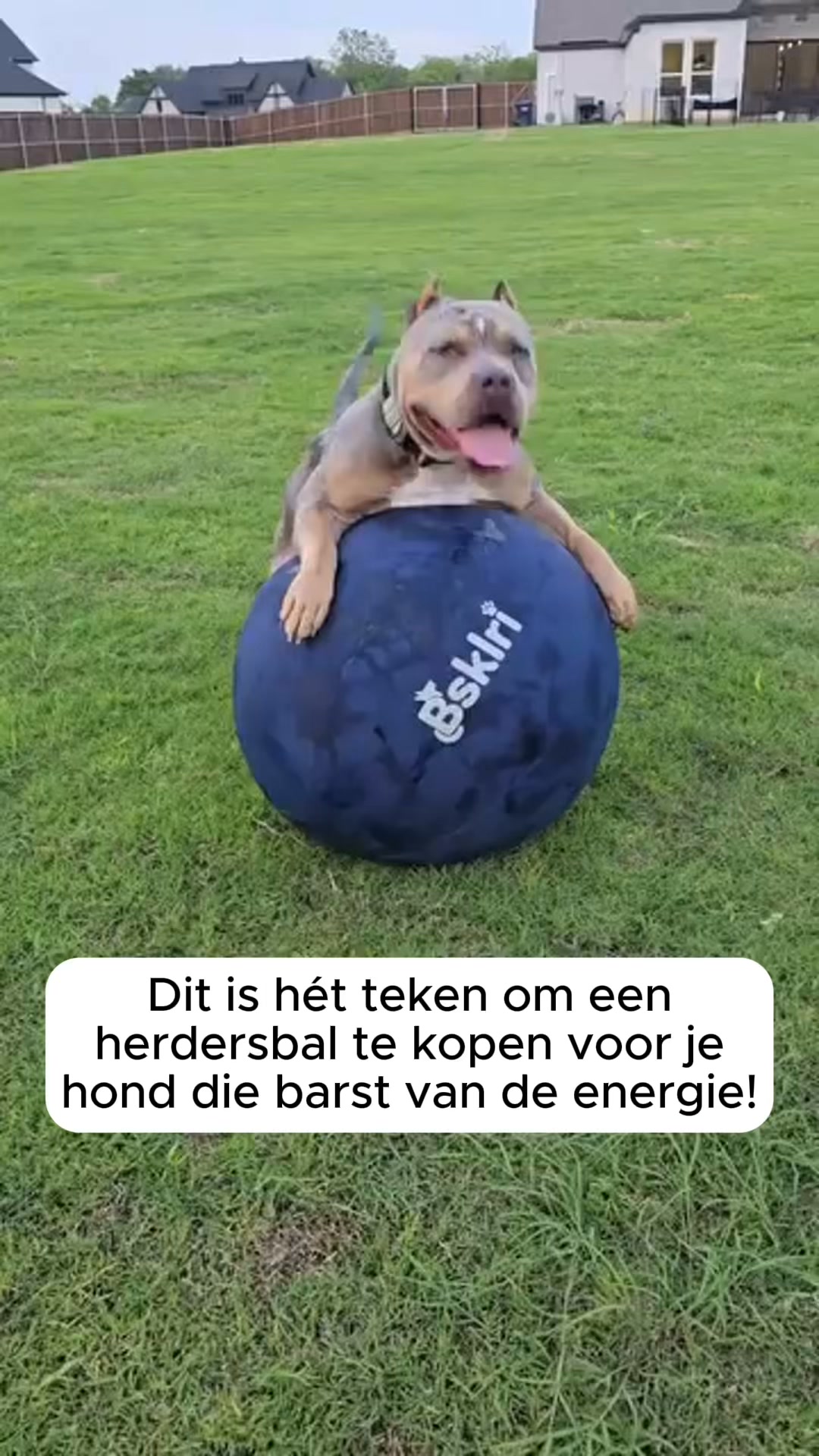 Het enige wat je hond écht nodig heeft