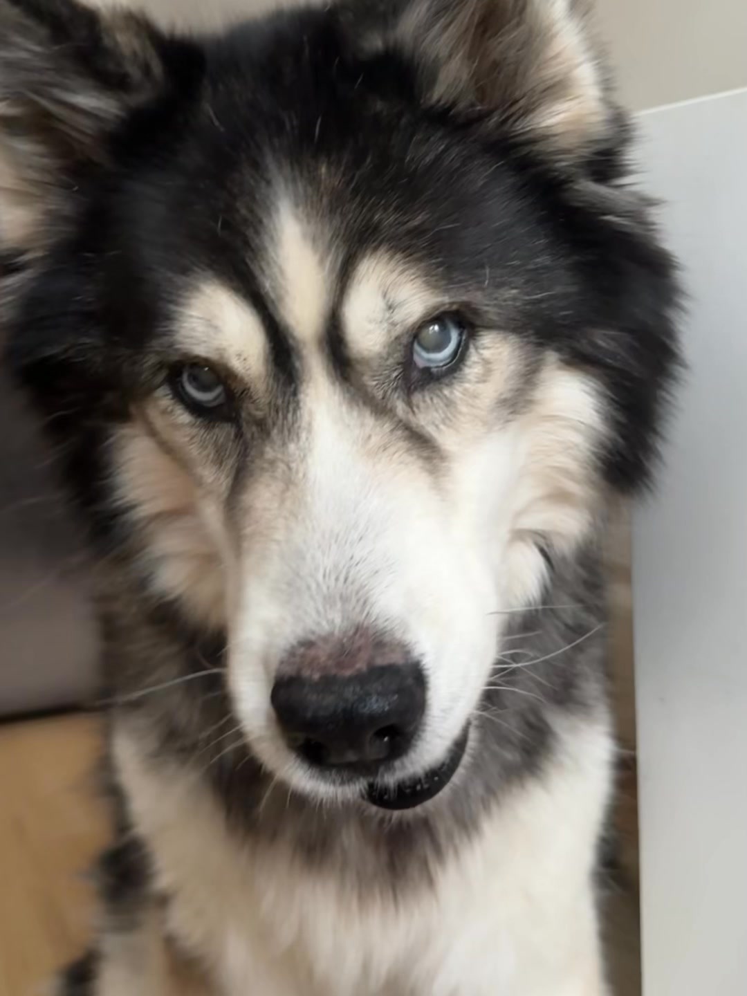 Dagelijkse gewrichtsondersteuning voor oudere honden