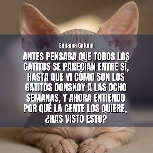 Descubre la Belleza Única de los Gatitos Donskoy