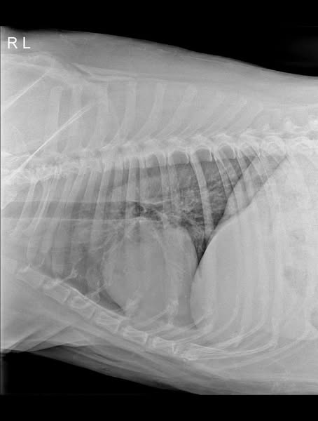 If Your Dog Has Been Diagnosed READ This