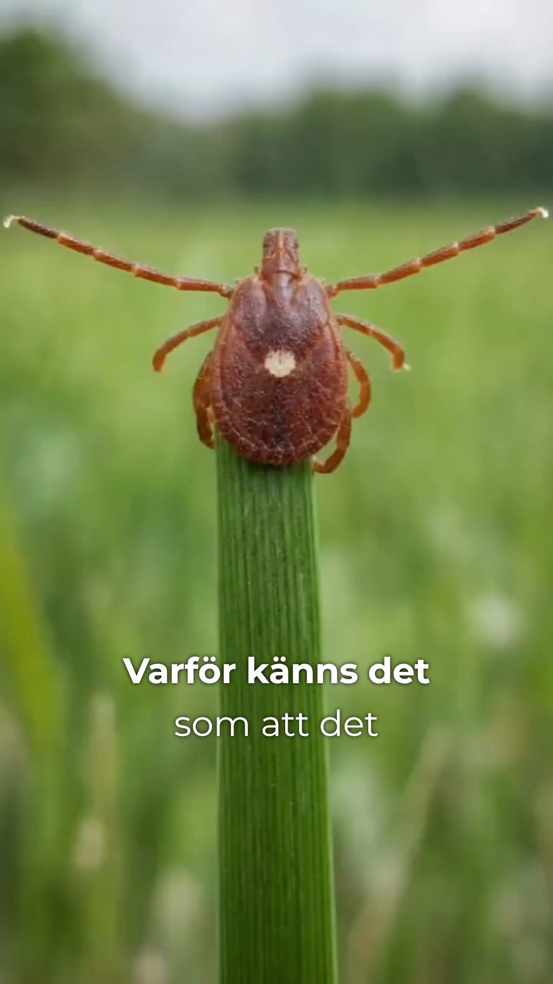 Köp en, få en gratis – fästingskydd