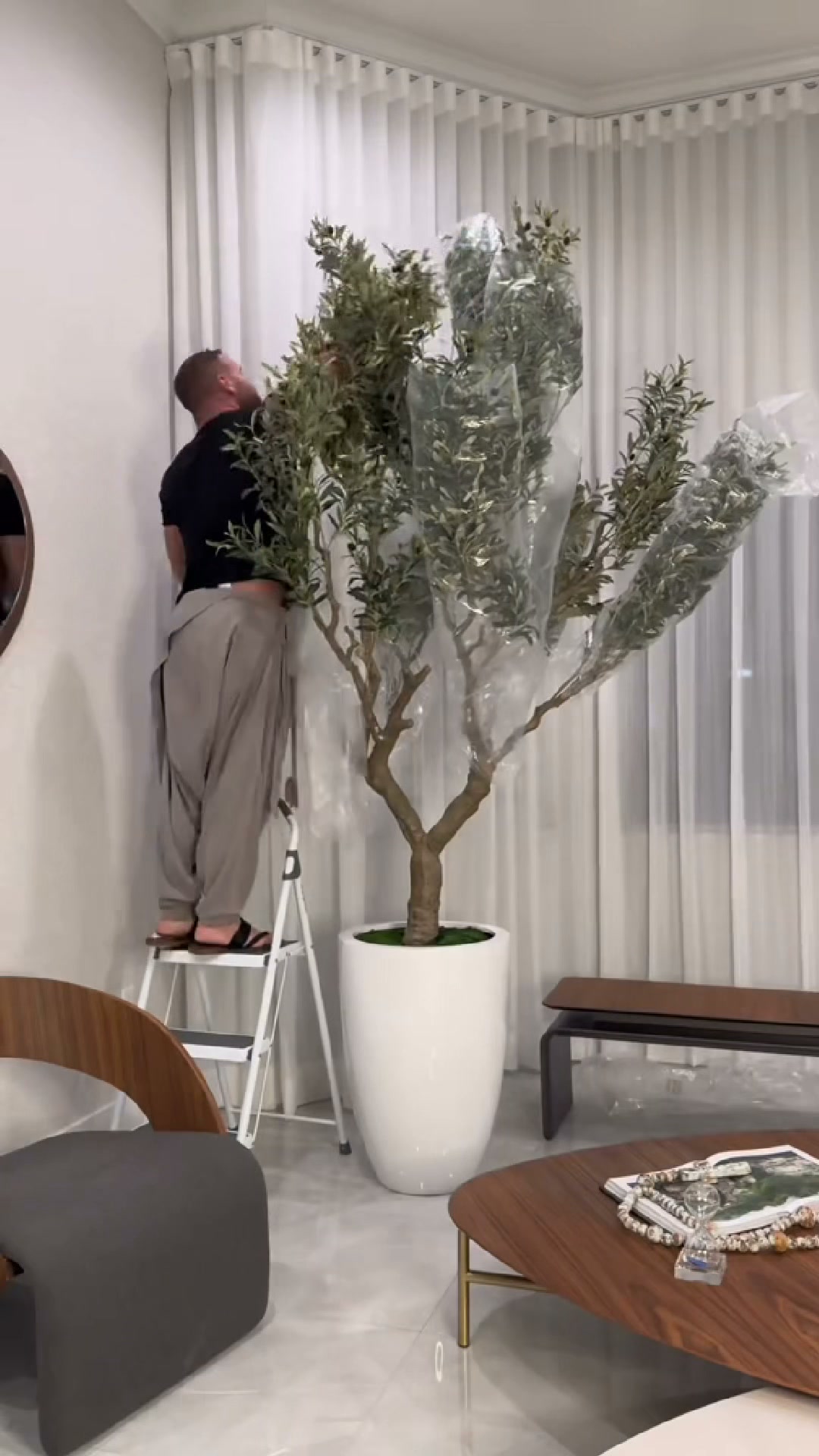 Der Olivenbaum, der nie kahl wird
