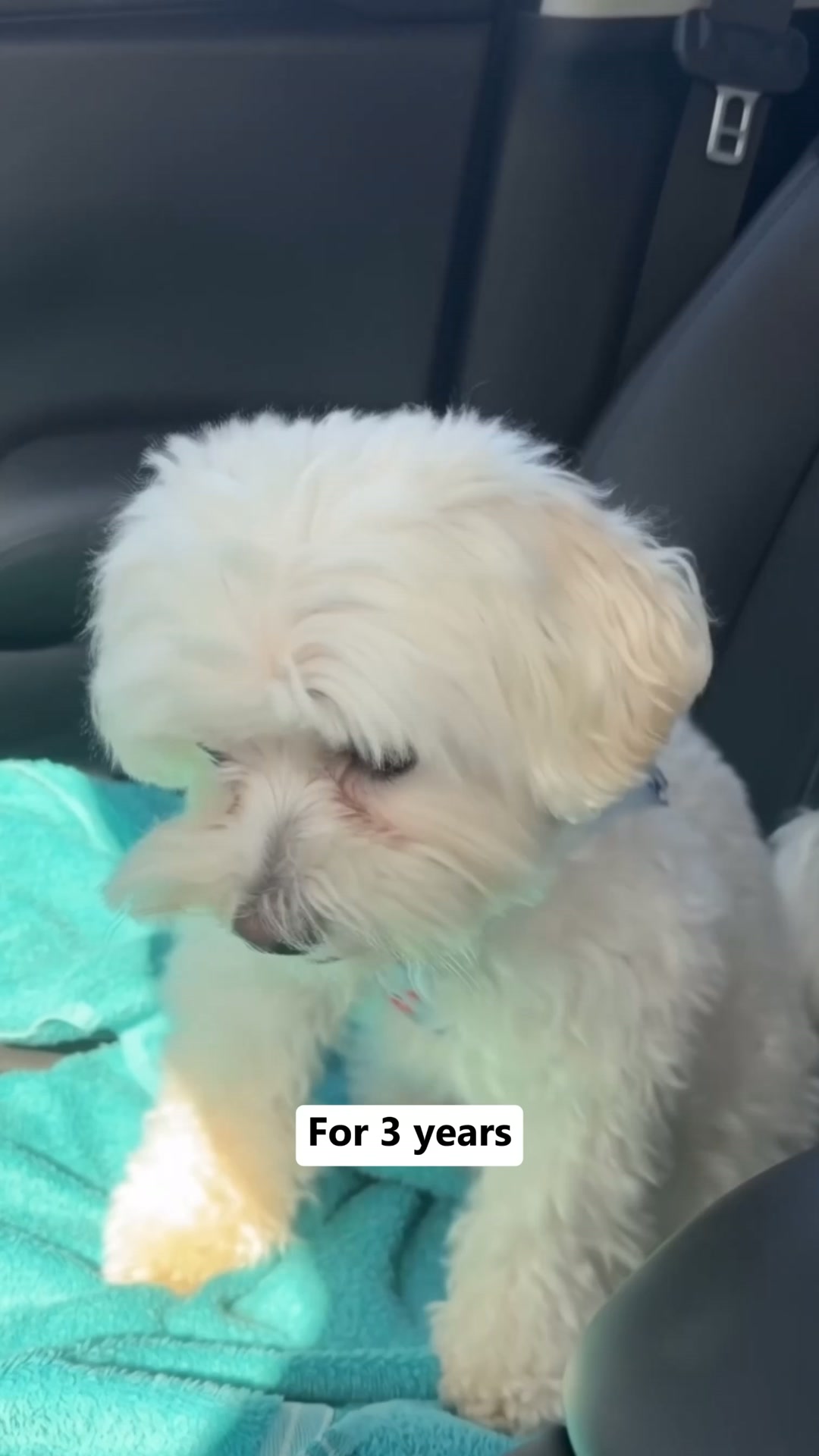 Does Your Dog Get Scared Of Fireworks?