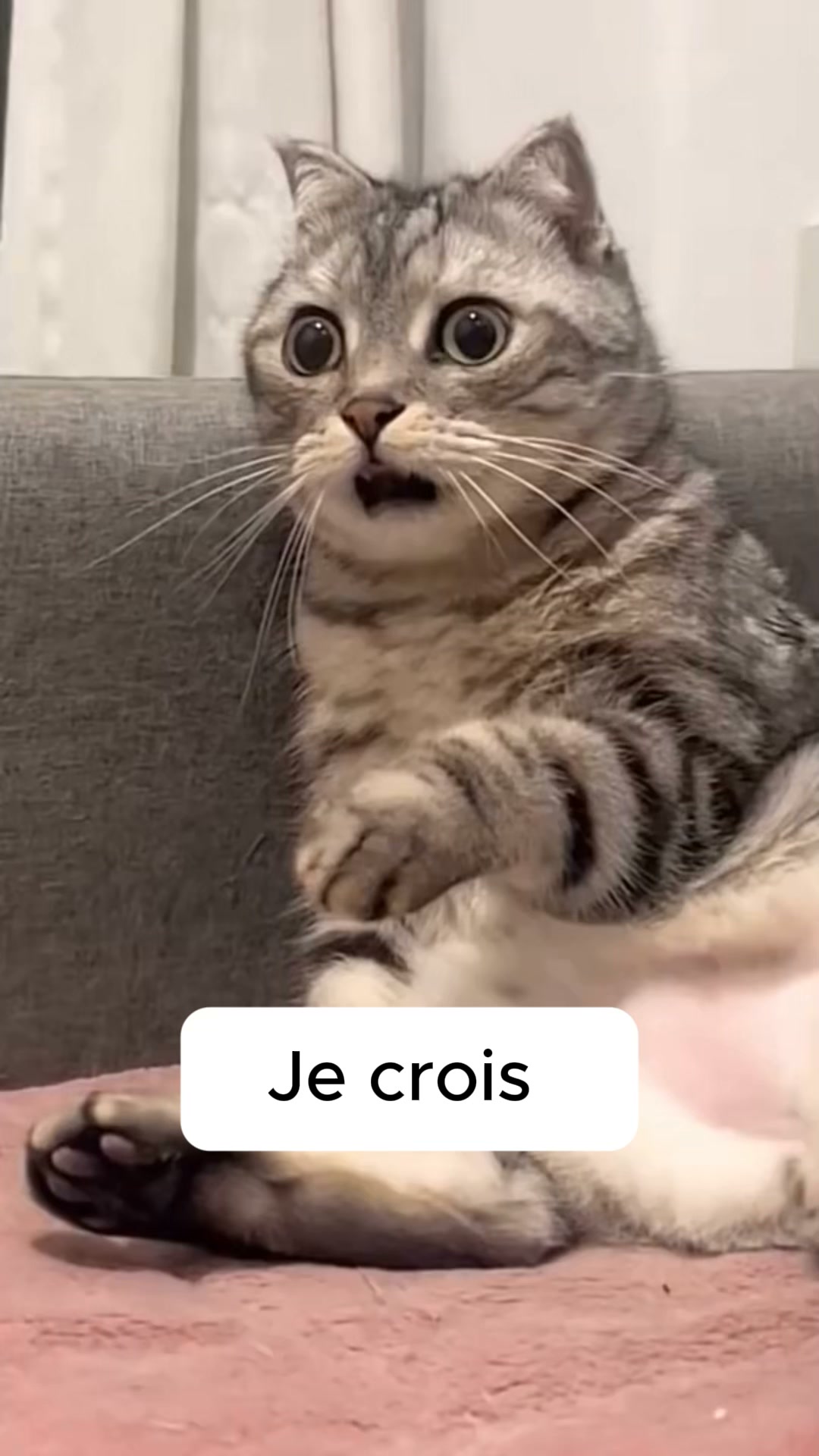 #1 Jouet pour chat