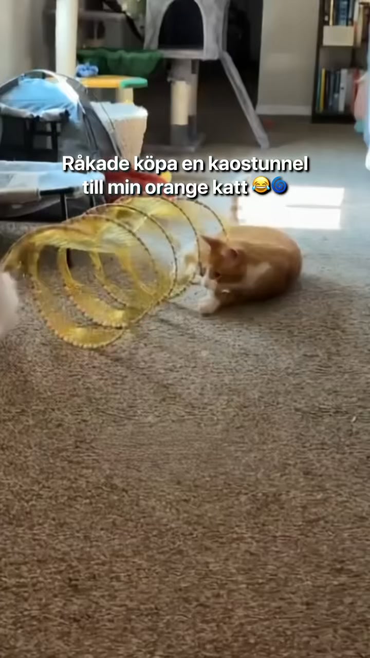 #1 Kattlektunnel