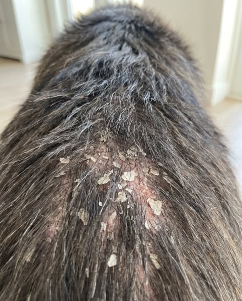 Stop Changing Your Dog's Food