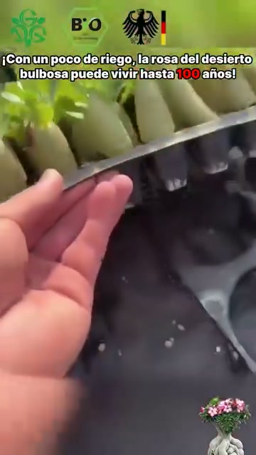 Anúncio de Qahrlj 人気ネットショップ