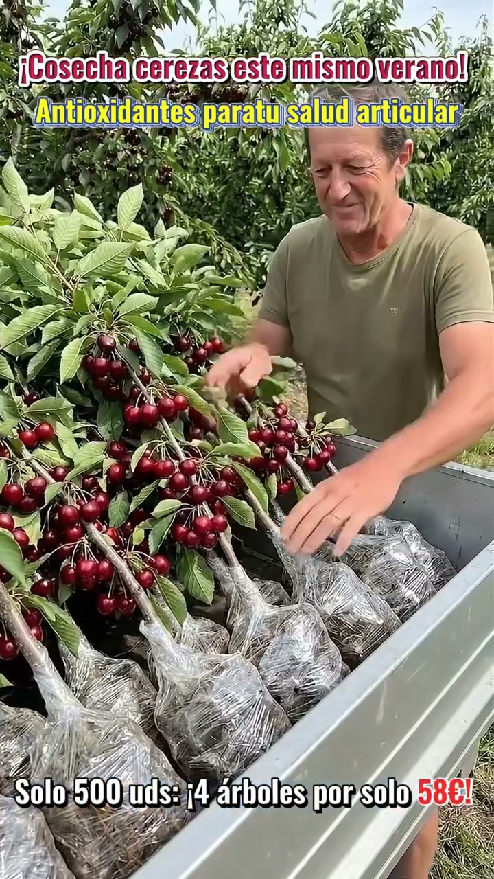 ÁRBOLES DE CEREZO AUTOFERTILES – 50% de Descuento | Planta ahora y cosecha pronto