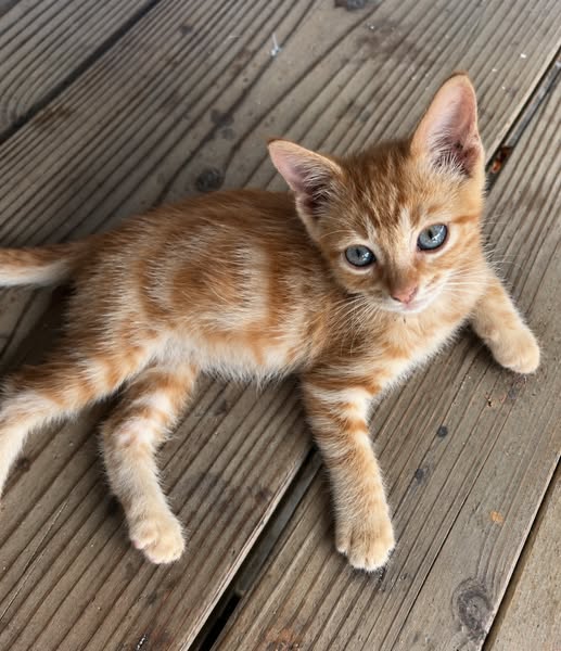 Cat Breeder Nail Care Hack