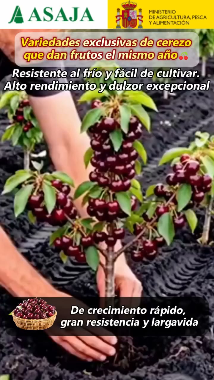 Anúncio de Hmaiyyj 3