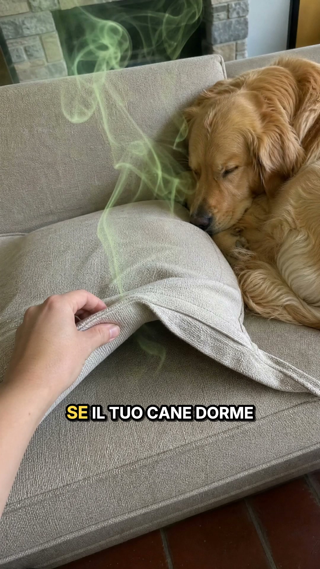 Elimina Velocemente Gli Odori Di Cane e Gatto!