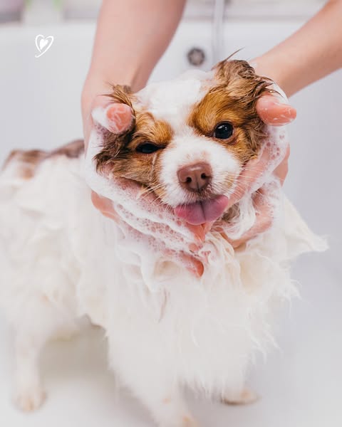 Anúncio de LACOVET pet beauty & care