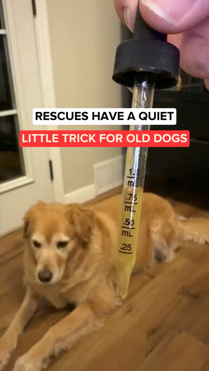 Is Your Senior Dog Slowing Down?