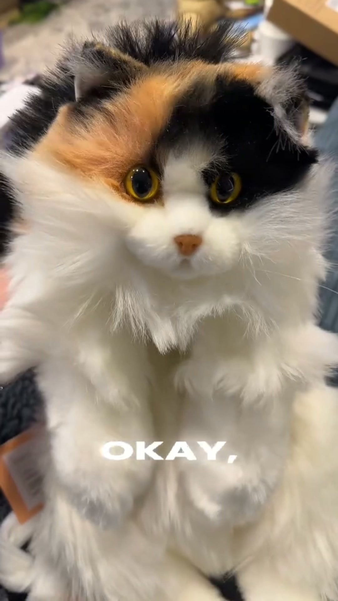The Cutest Cat Backpack!