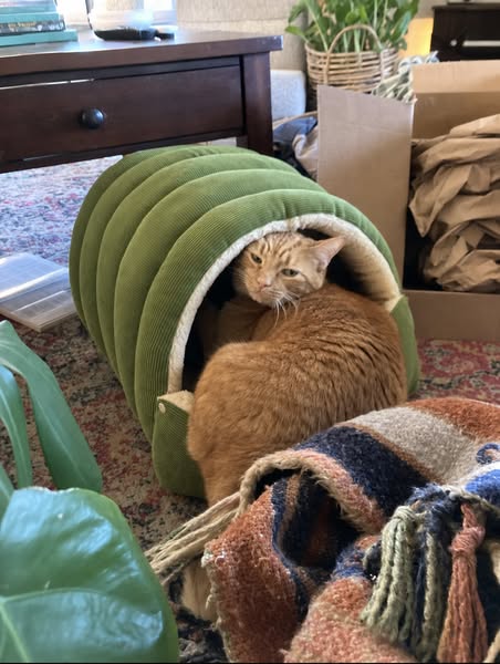 I Bought 6 Cat Beds. My Cat Chose the Box.