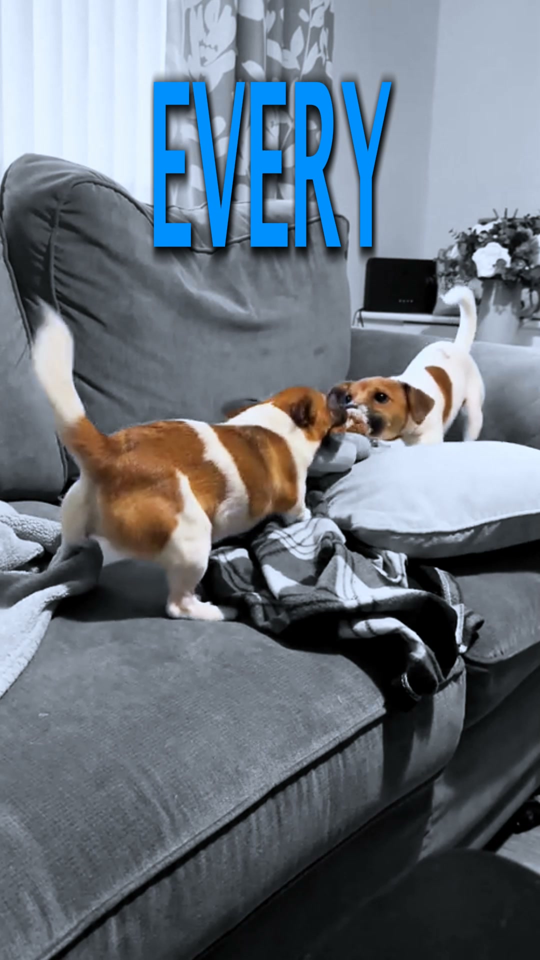 Your Dog Just Became A T-Rex. You're Welcome.