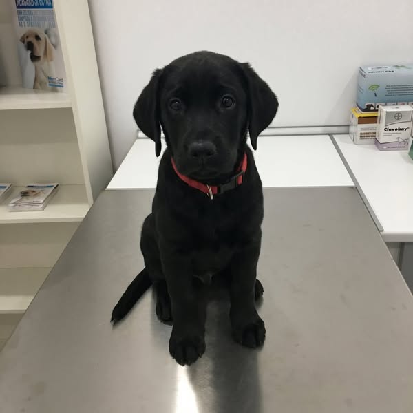 Your Retriever's Heart Is Already At Risk