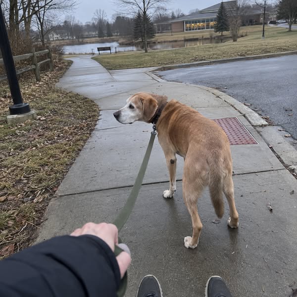 For anyone with an older dog