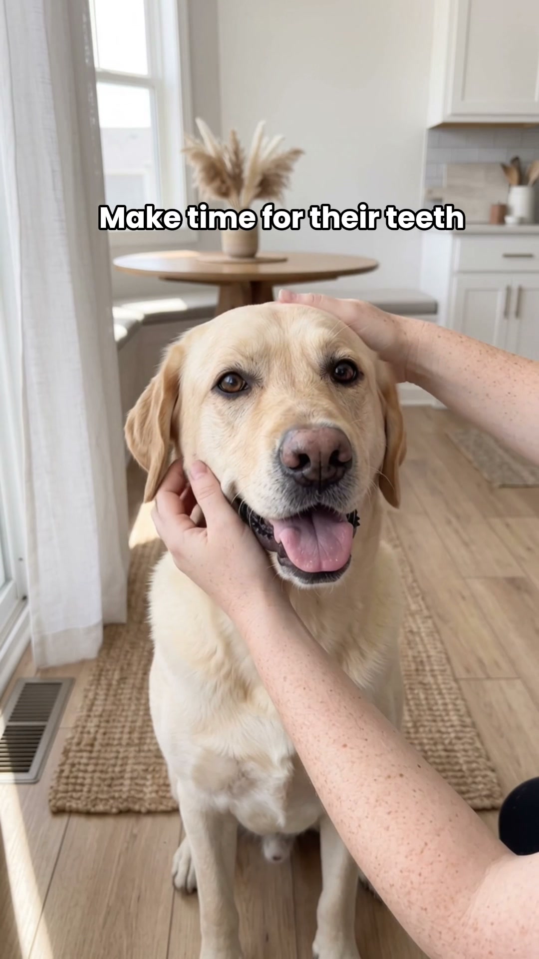 Chevaroo 2-in-1 Ultrasonic Dog Plaque Remover