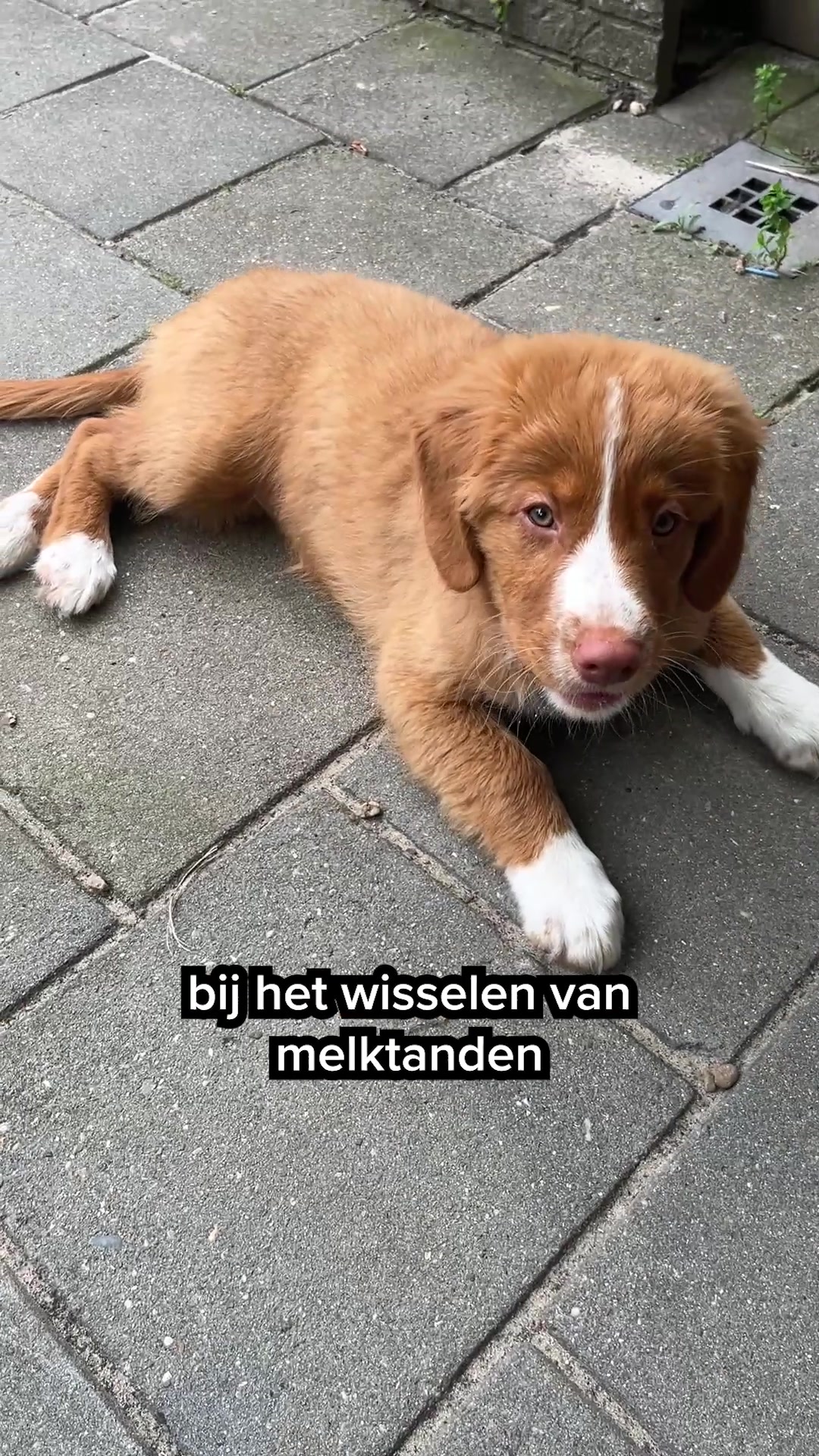 Snacks speciaal voor puppies
