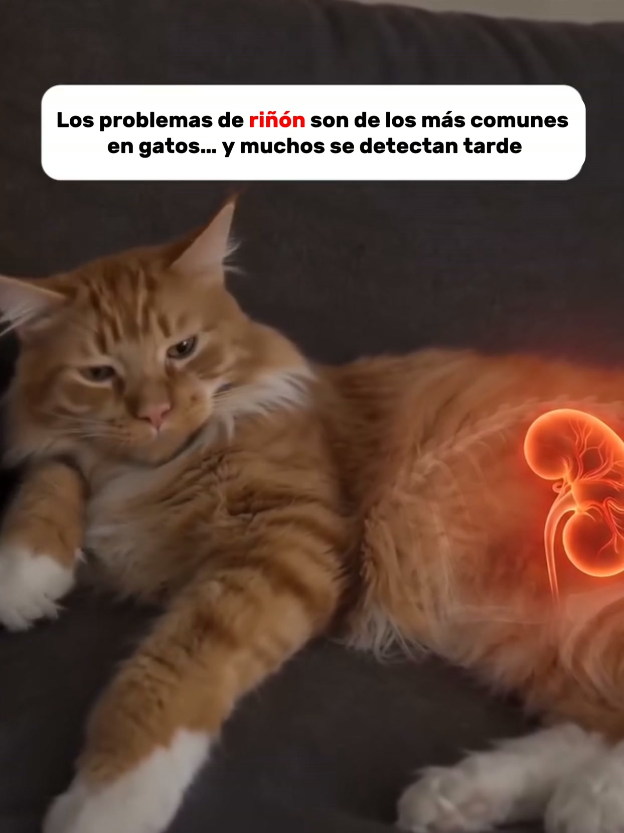 Tu mascota beberá hasta 3× más agua