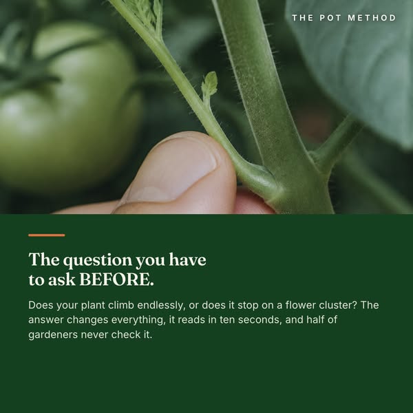 Two of the three tomato problems are not diseases