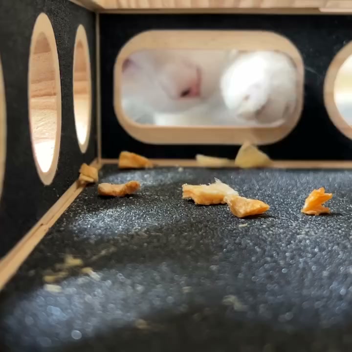 Read If It's Impossible To Cut Your Cat's Nails