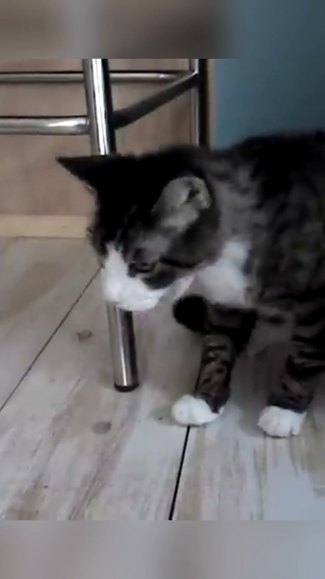 Hairballs Don't Have to Be Daily Drama