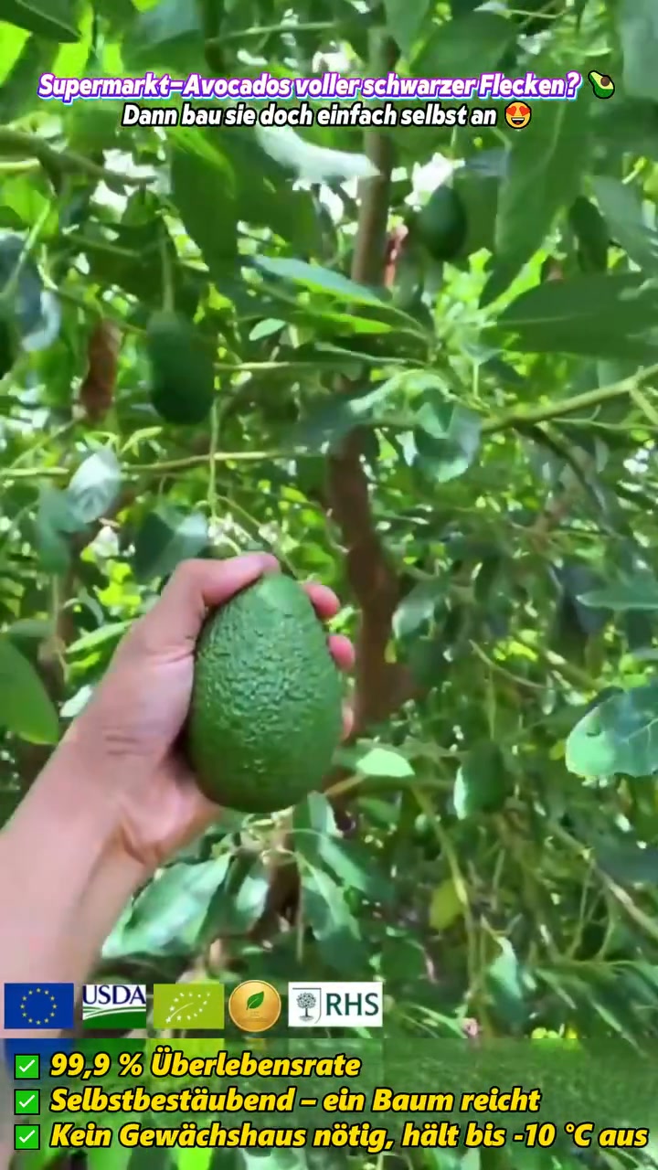 Avocado vom eigenen Balkon? Diese Setzlinge machen’s möglich.