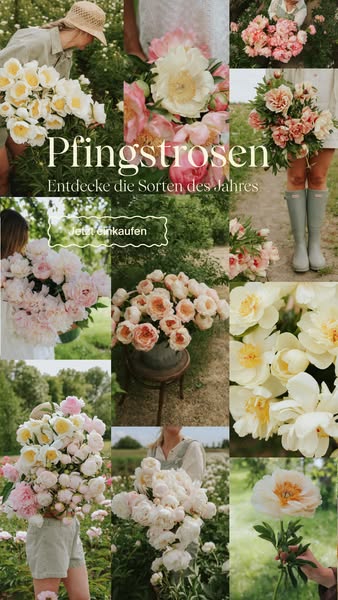 Die Pfingstrosen sind da!