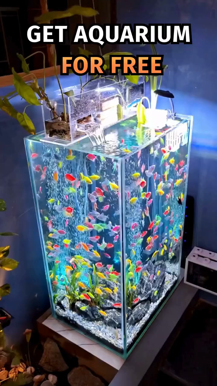 I WANT FREE