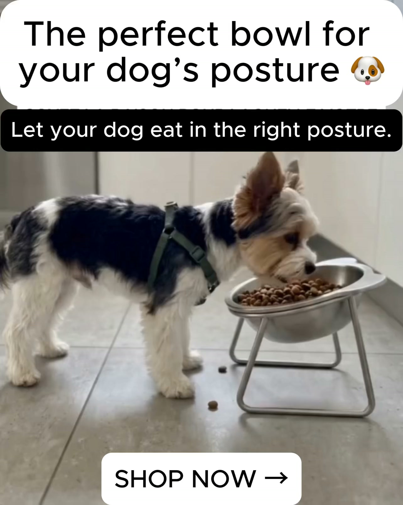 It’s not the food. It’s the bowl !