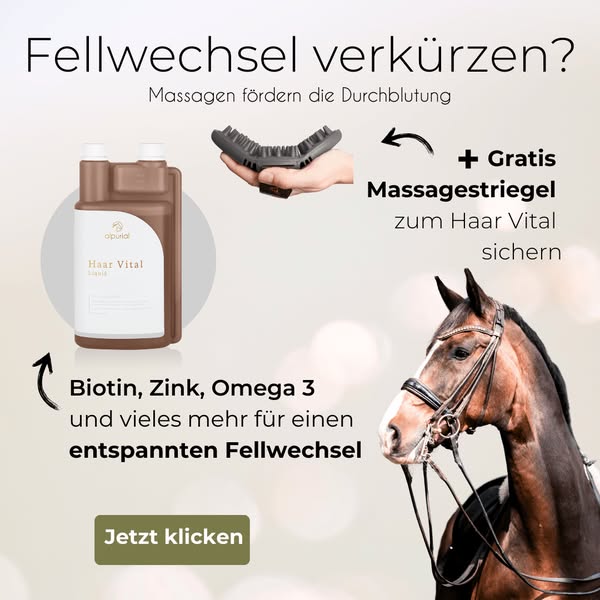 Wie lang willst du noch warten dein Pferd zu unterstützen?