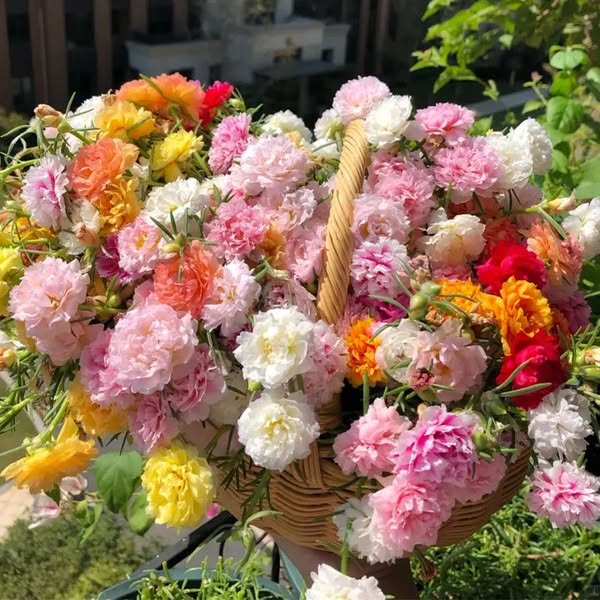 10,000 Pcs Multi-Color Double-Petal Flower Seeds
