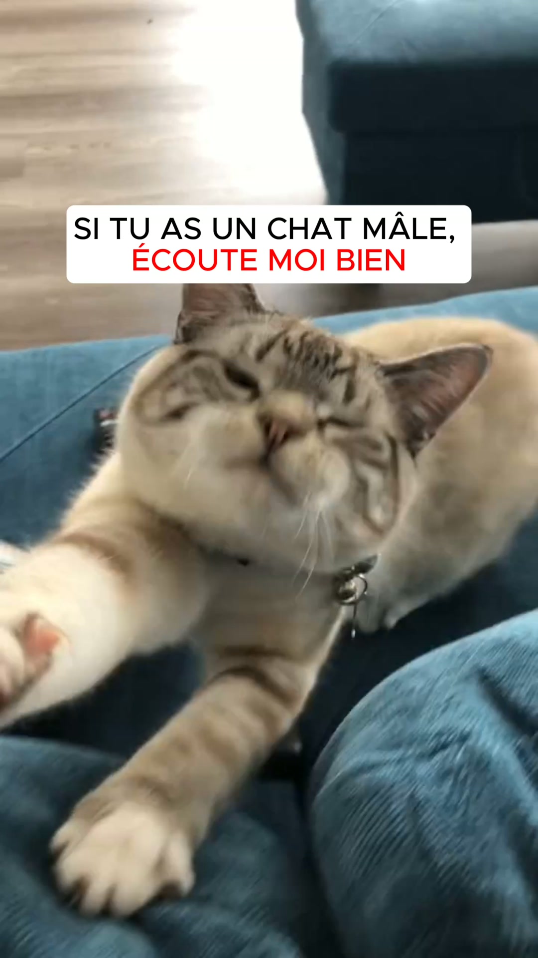 Votre chat mâle boit-il assez ? C'est plus vital que vous ne croyez