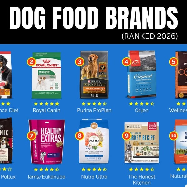Dog Food Brands Ranking 2026 Explained