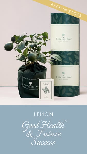 Beautifully Wrapped Tree Gifts