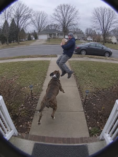 How To Fix Your Dog's Reactivity