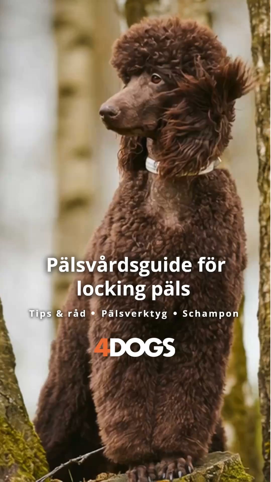 Läs guiden för lockig päls