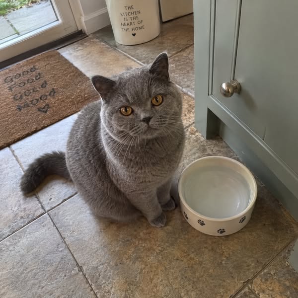 Leggi questo se hai un gatto