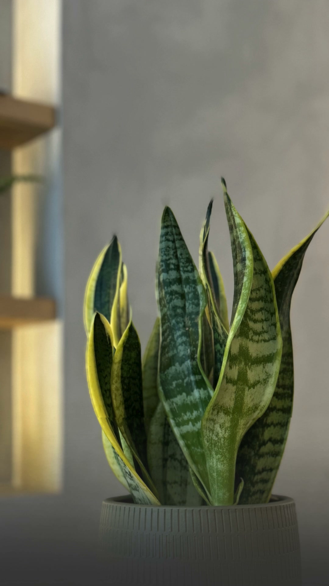 Plantas de Interior