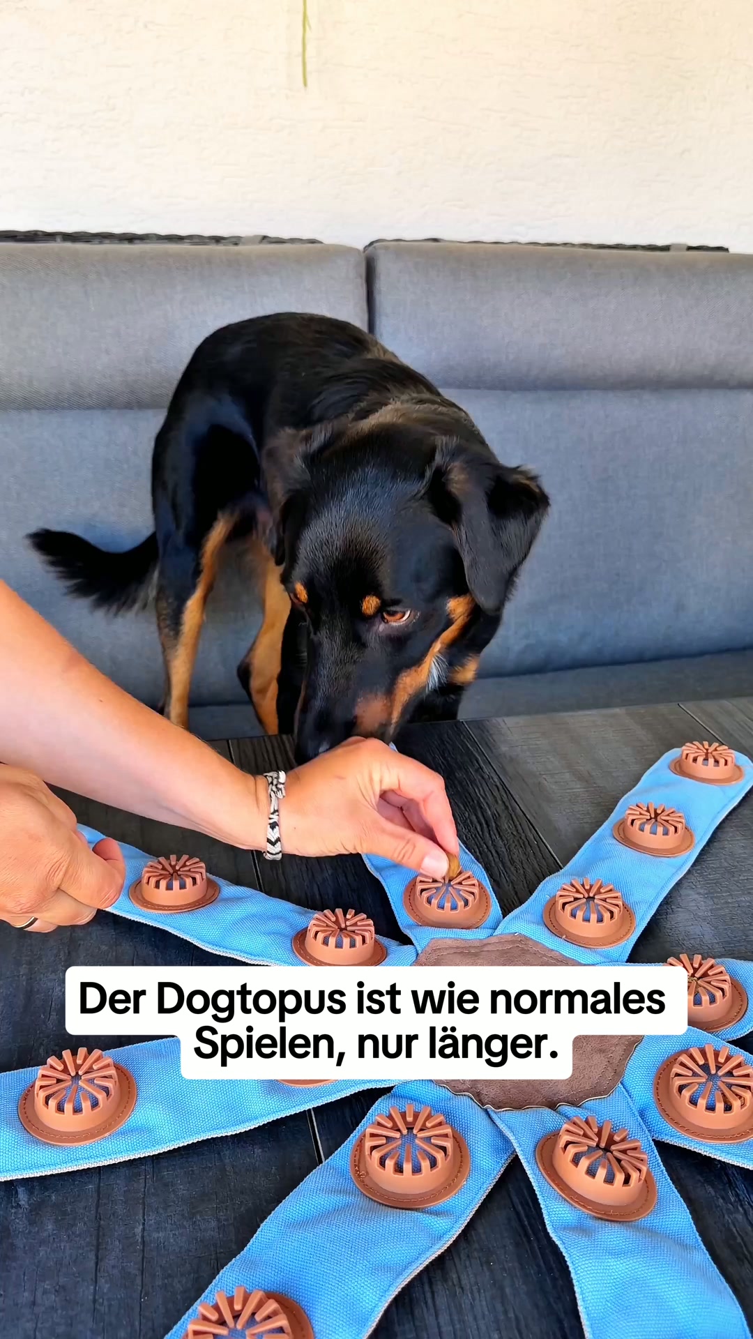 Hundebeschäftigung trotz vollem Alltag