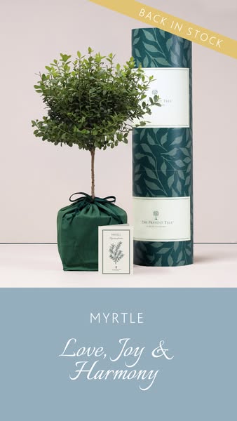 Beautifully Wrapped Tree Gifts