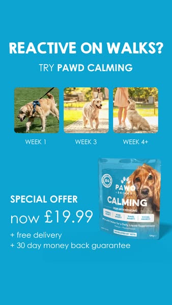 Daily Calm for Anxious Dogs