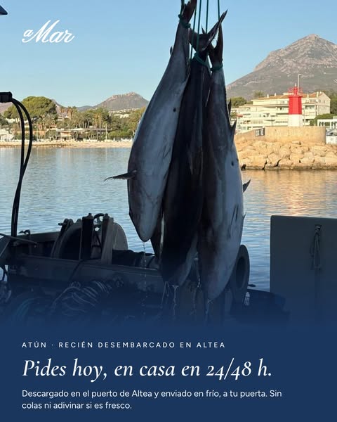 Atún recién desembarcado, en casa en 24/48 h