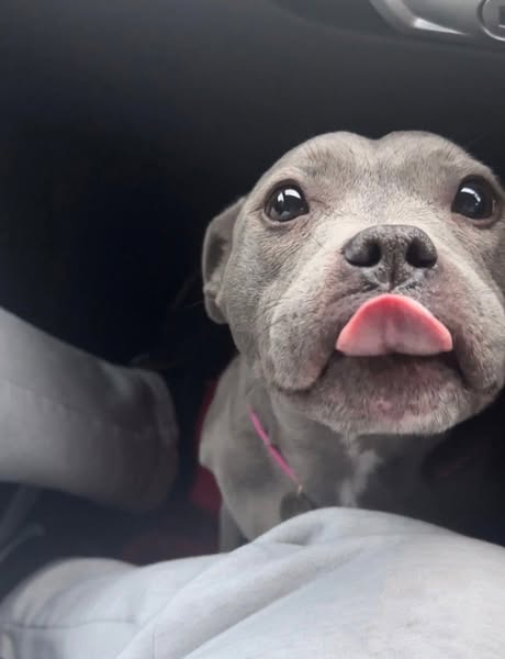 Three Months. Same Dog. Different Mouth.