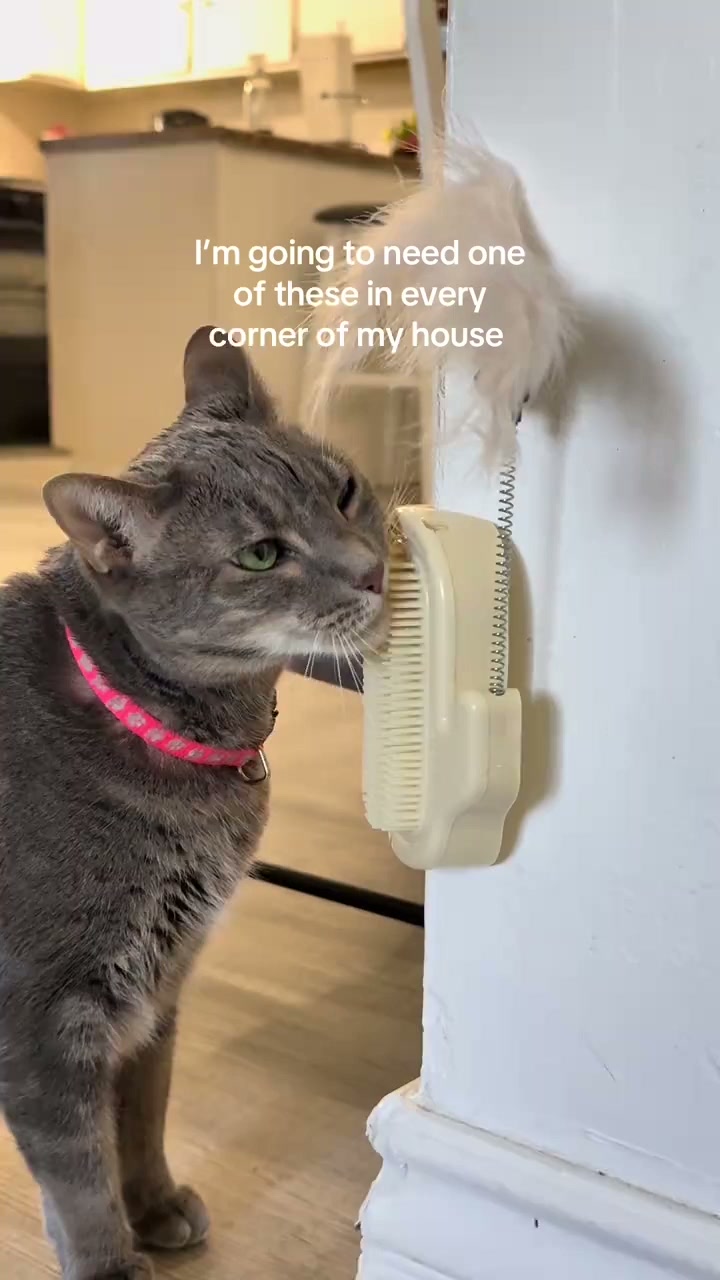 Make Your Cat Obsessed