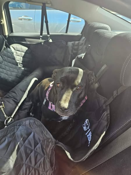 The back seat is mine now