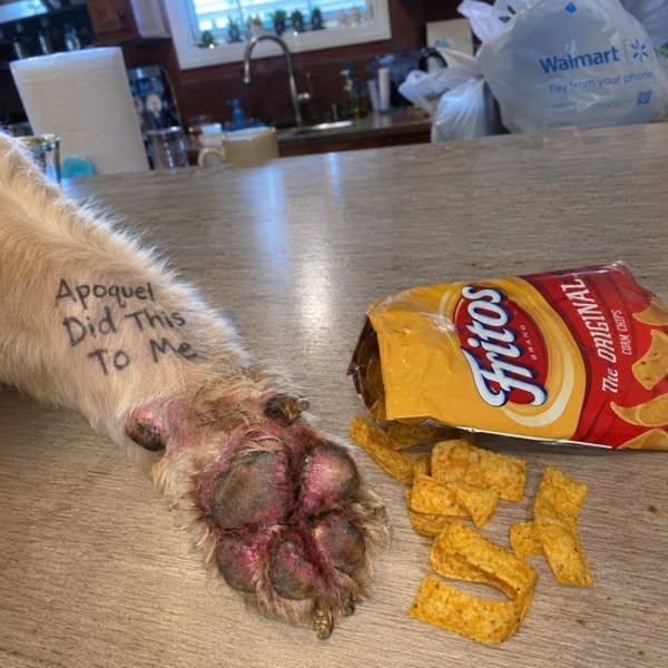 Leggi questo se il tuo cane continua a grattarsi