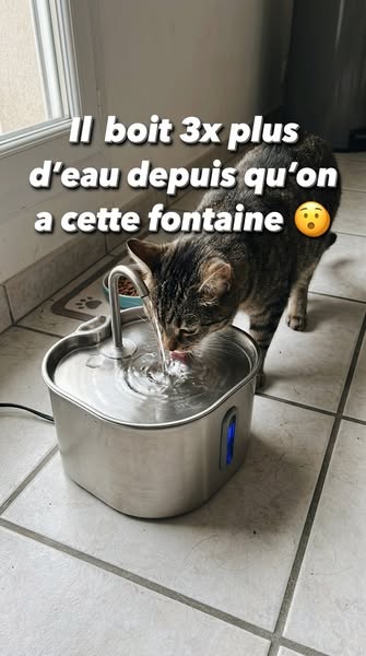 Pour que votre chat vive plus longtemps en meilleur santé